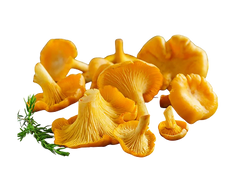 <strong>Mushrooms</strong>